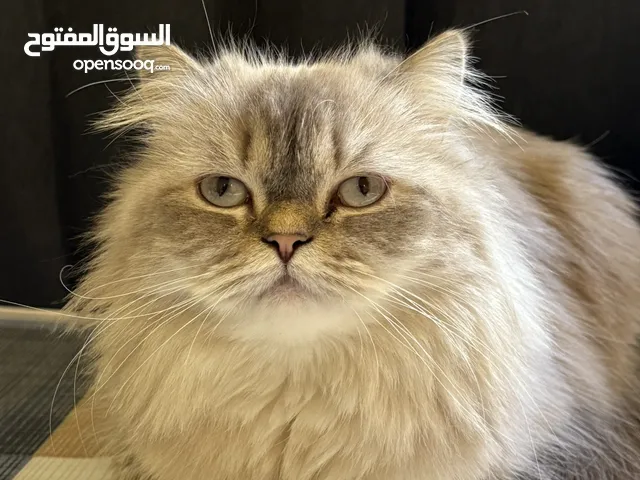 قطوة انثى شيرازيه عمرها سنتين و شي السعر قابل للتفاوض تواصل واتساب