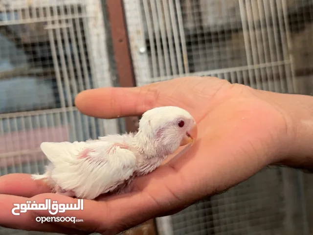 فرخ روز البينو عيون حمر قابل للمساومه