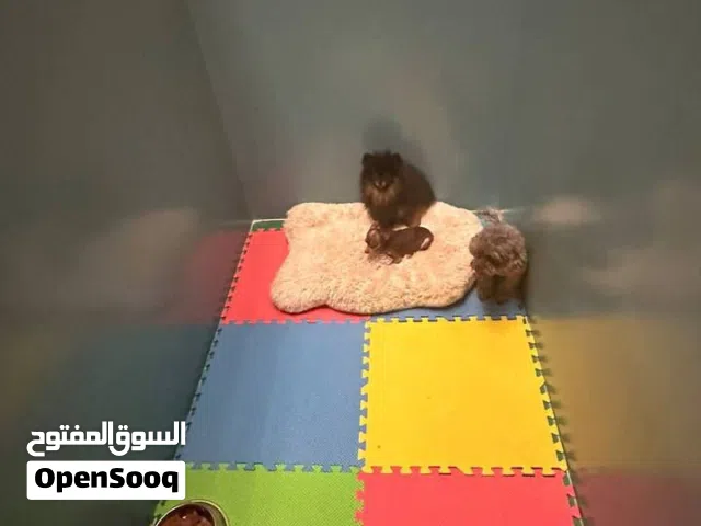 Pets hotel for sale ( rent not including)