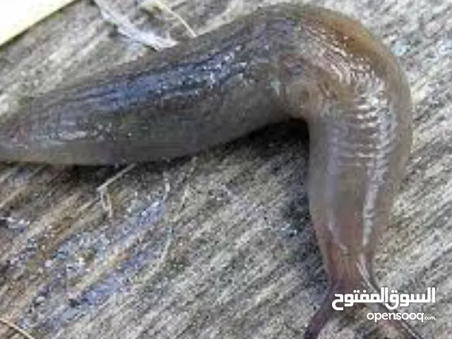6pcs all together slugs for sale urgent