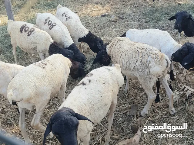 صومالي مطعوم حشيش وسح والحلال يطلع يسرح موقع الملتقى