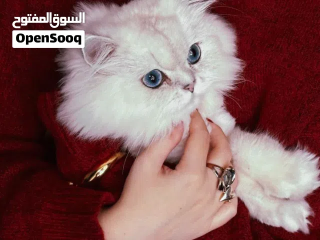 عندي قطة مثل هاي بس رصاصي