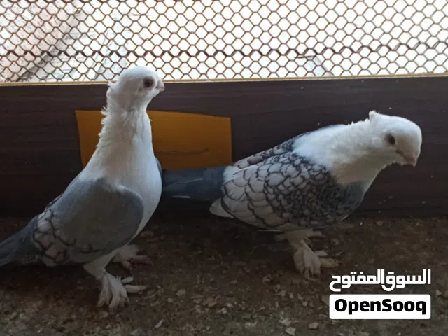 ابحث عن مندوب يوصل من الموالح الى بدبد ... شوف الوصف