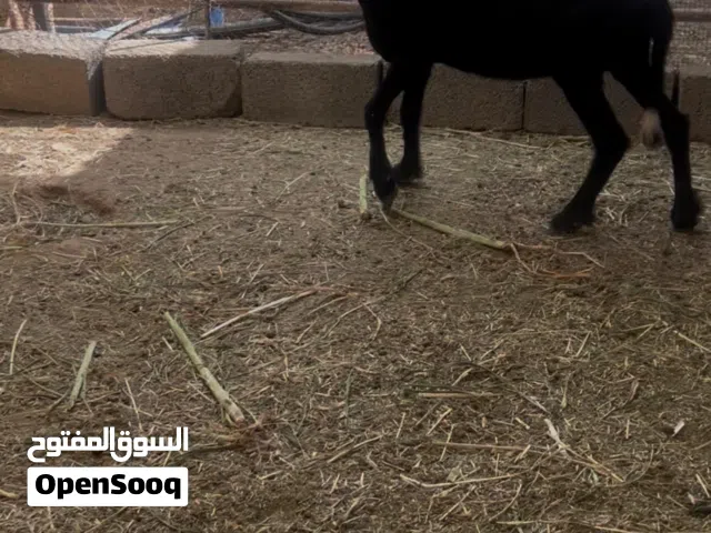 للبيع جاعدة تهجين