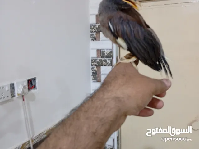 مينه + غنوره