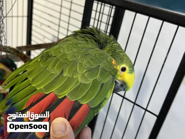 , ببغاء أمازون أليف جدا ومتكلم Very friendly and talkative Amazon blue front