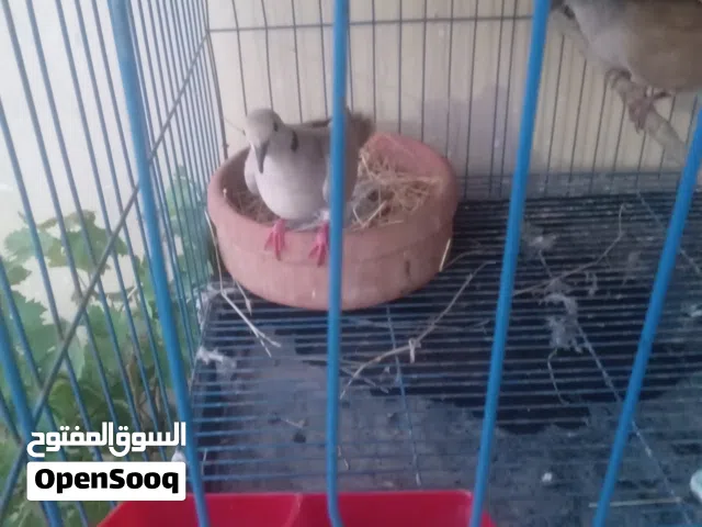 حمام ياكريم