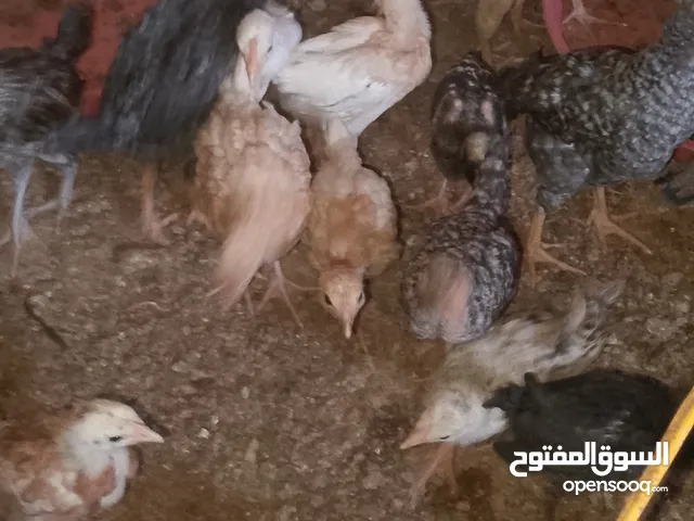 متوفر صيصان بلدي العمر 40يوم ماخذ جميع المطاعيم