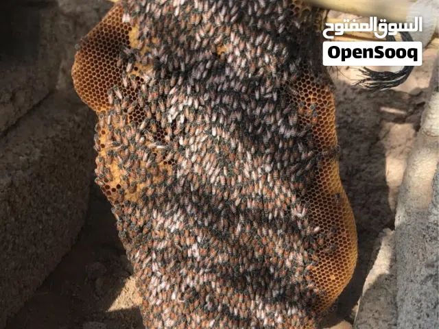 خليت نحل ابو طويق