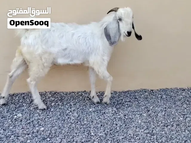 تيس مهجن على باكستاني