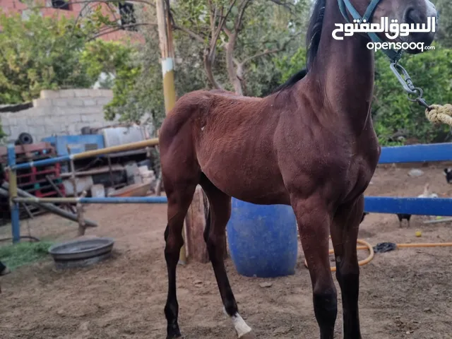 فلو العمر العمر 4 شهور
