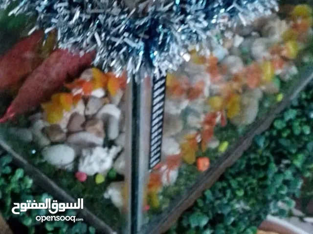 حوض سمك حجم متوسط بحالة ممتازة جداةللبيع