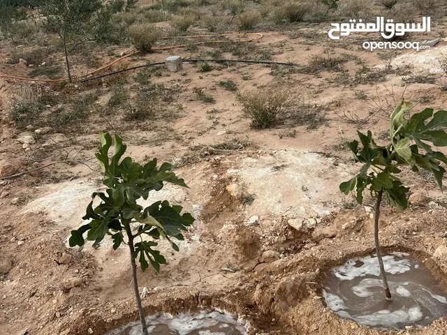 Farm Land for Sale in Gharyan Other