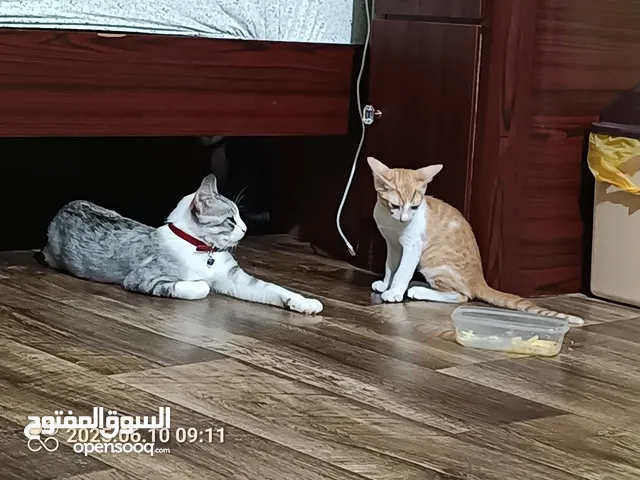 قطط للتنبني .. لتنبني في المكلا ام وعيالها