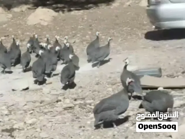 دجاج فرعوني