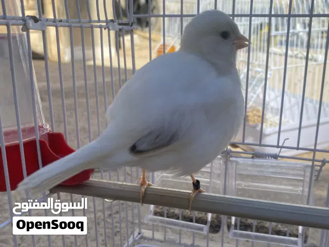 كناري اوروبي ما شاء الله لا قوه الا بالله تصفير ربي ايبارك خوصه 2025