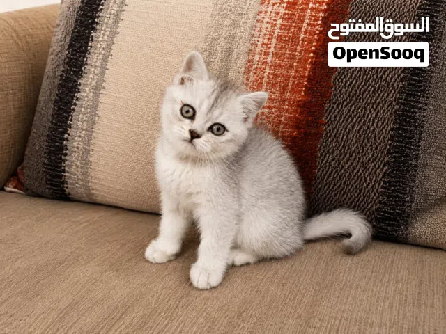 قطط سلفر شيدد ستريت العمر شهرين بيور المتوفر قطتين