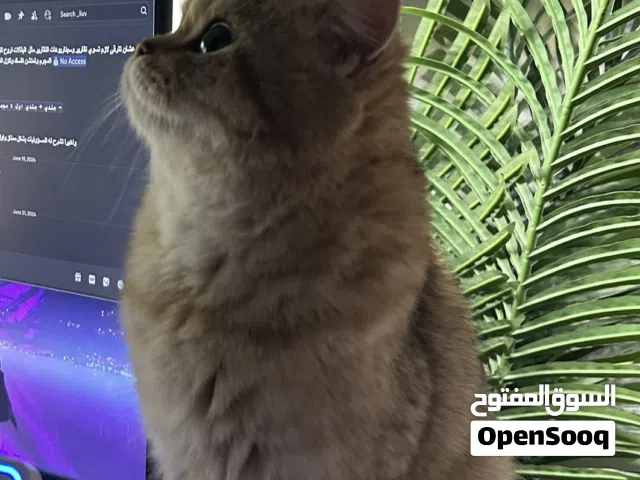 طالبه التزاوج ابي نفس النوع