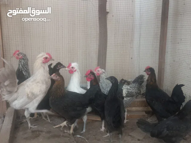 ديك بحريني  Bahraini chicken