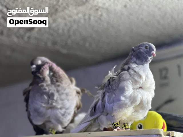 زوج حمام كشكي صحة جيدة جداً