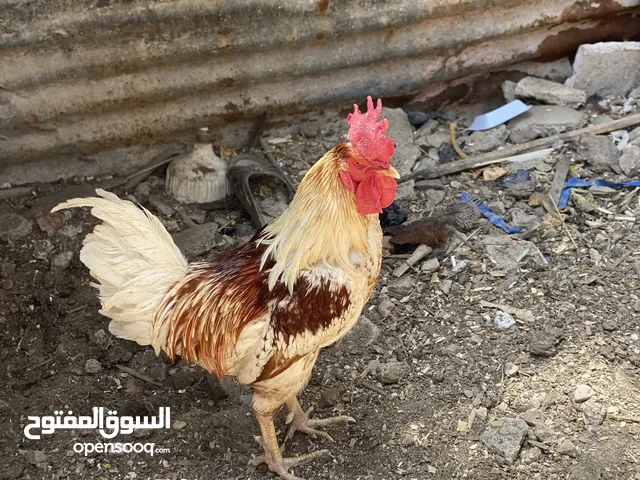 ديج ودجاجه للبيع حلوات مال بيت صحه خير من الله