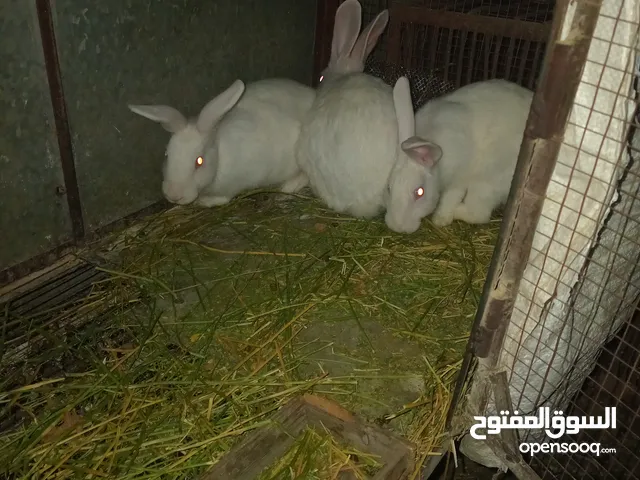 أرنب فرنسيات