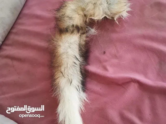 زيل حصيني للبيع