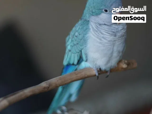 مطلوب ببغاء كويكر (الراهب) فرخ العمر لا يقل عن شهرين ولا يزيد عن سنه