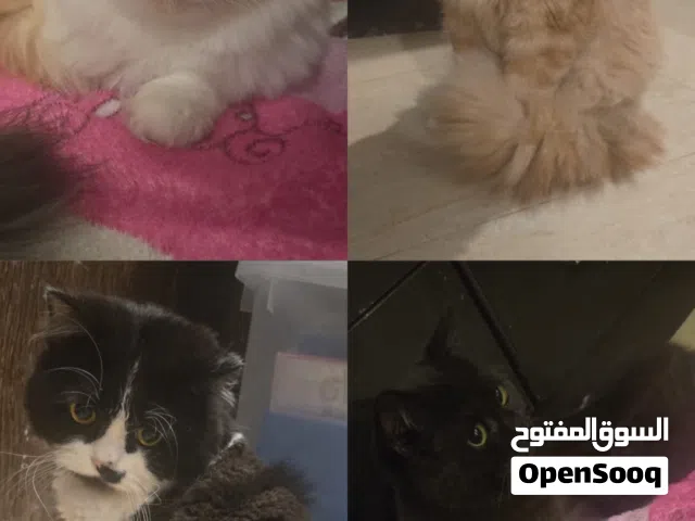 قطط للتبني ( التواصل رسائل واتساب فقط )