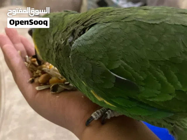 للبيع Amazon أورنج وينج مو ربوة يأكل من الايد داخل وبرة القفص قاعد أروضه صعد على أيدي 3 مرات