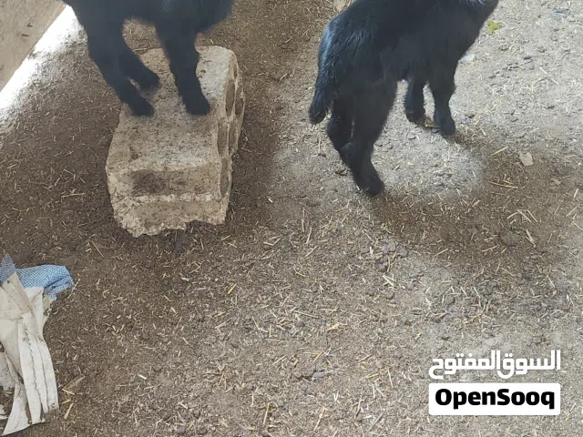 صخال مارسيانو اسباني