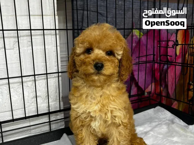 بسعــــــــر مغري ...بودل ..Poodle