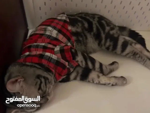 قط بنقالي وقط شارع متربي بالبيت