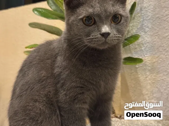 سلحفاه أنثى