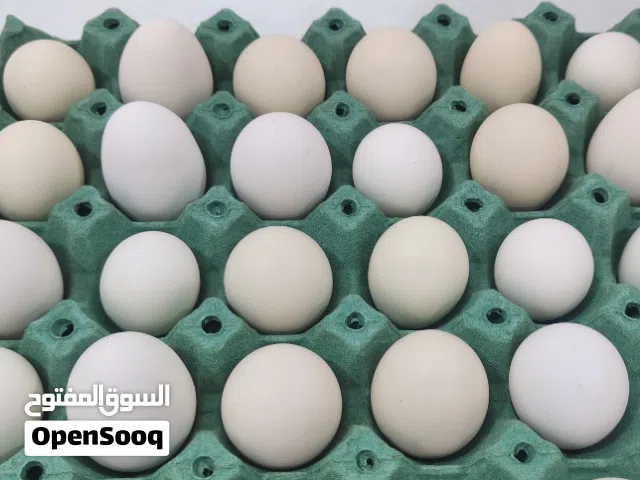 متاح بيض دجاج عرب وابو ركيبة خزن جديد وشرط الشد