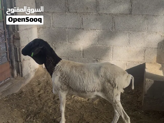 كبش صومالي مطعوم