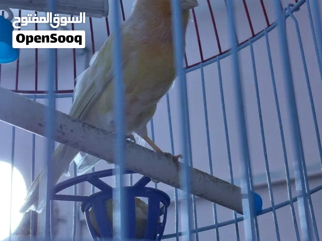 كنار لون برتقالي