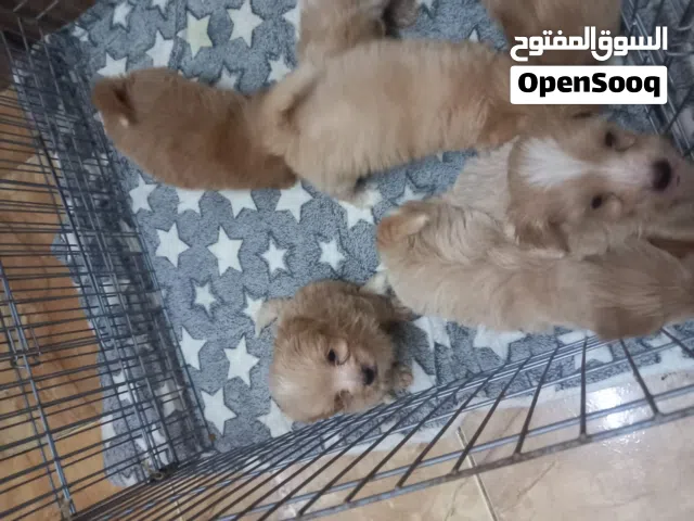 Maltipoo puppy available now