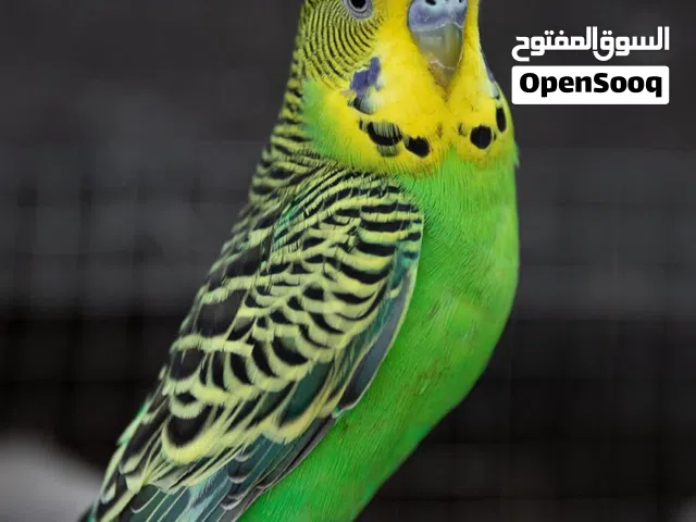 البحث عن اي طير او عصفور للتبني