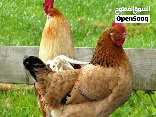 جاج بلدي وبكستاني للبيع