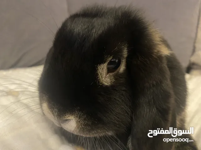Adorable Holland Lop Bunnies- healthy homebred and happy