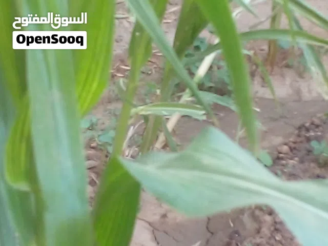 ارض زراعية للبيع الشمالية كمنار شرق زلط حلفا 11 كيلو من زلط حلفا
