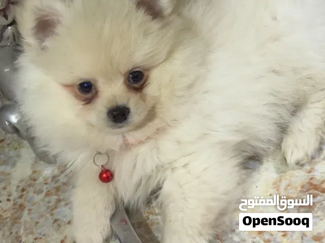 كلب سوبر مني بو