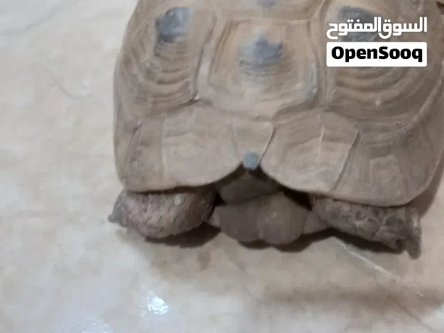 سلحفاة سلحفاة حجم وسط للبيع