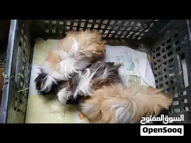 عرض بيع وبر فرنسي غيني اصل  حجم مشاءالله  التواصل وتساب،
