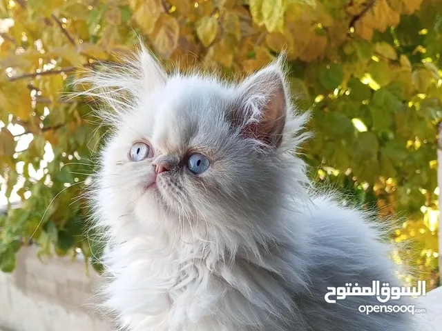 قطط رائعه للبيع