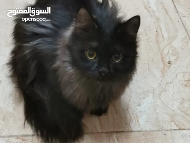 قطط  متنوعه وجميله