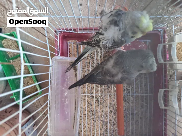 كوبيه بقلينو