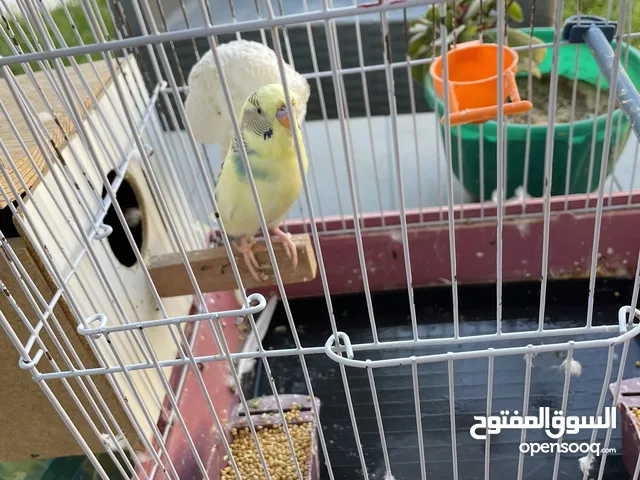 عصفور بقلينو بالقفص لي البيع