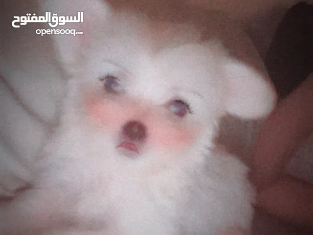 كلاب مالتيز للبيع